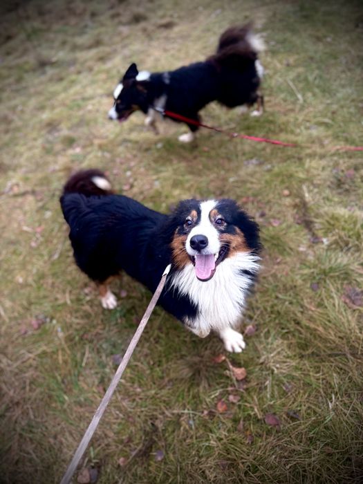 Owczarek Australijski