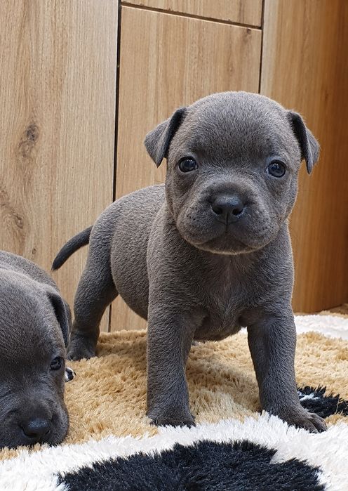 Staffordshire Bull Terrier- Staffik -BŁĘKITNE PESKI