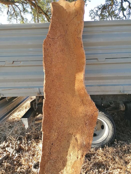 Cortiça na Árvore (Comércio e Extração)