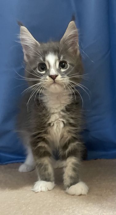 Мейнкуны  разный окрас и возраст ,крупные  с документамиWCF.