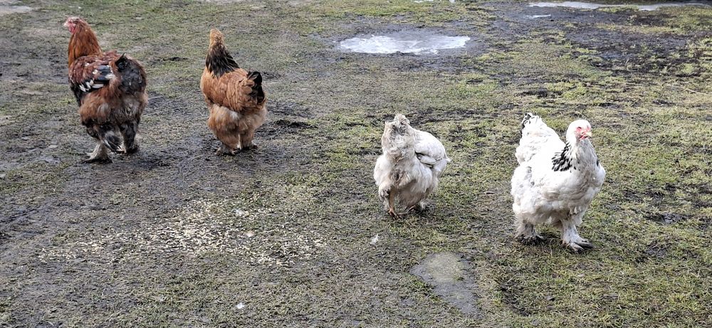 Kury karzełki i brahmy