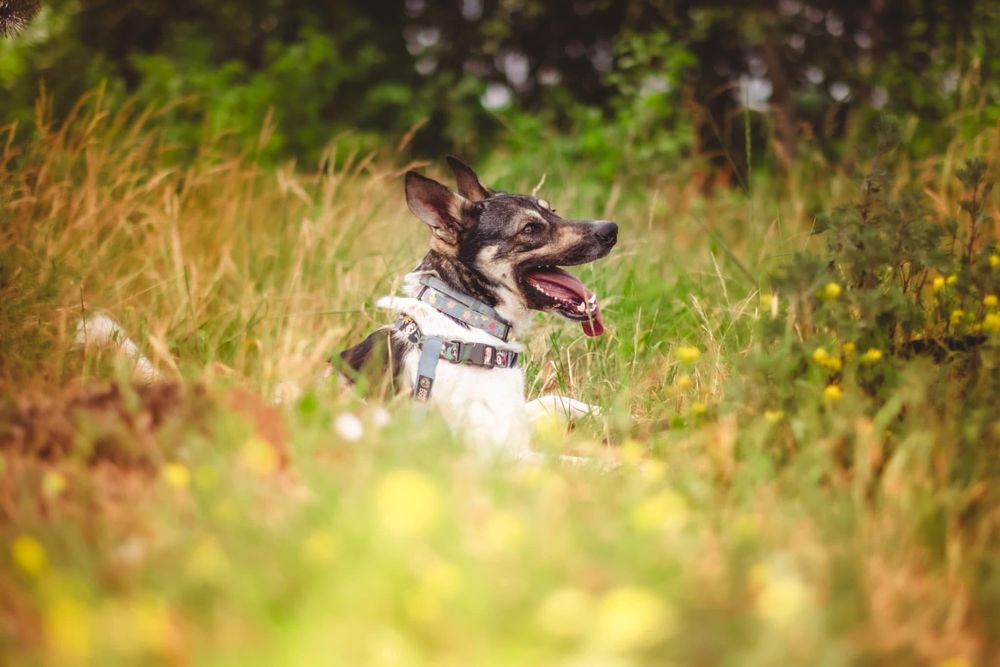 Tores w typie charta do adopcji