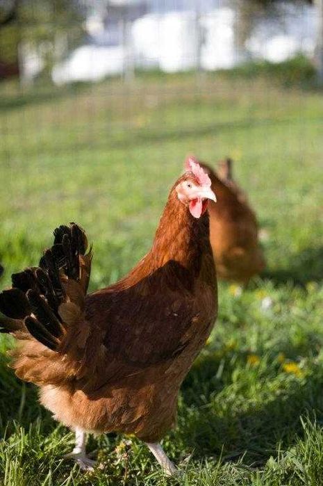 kury kokoszki nioski