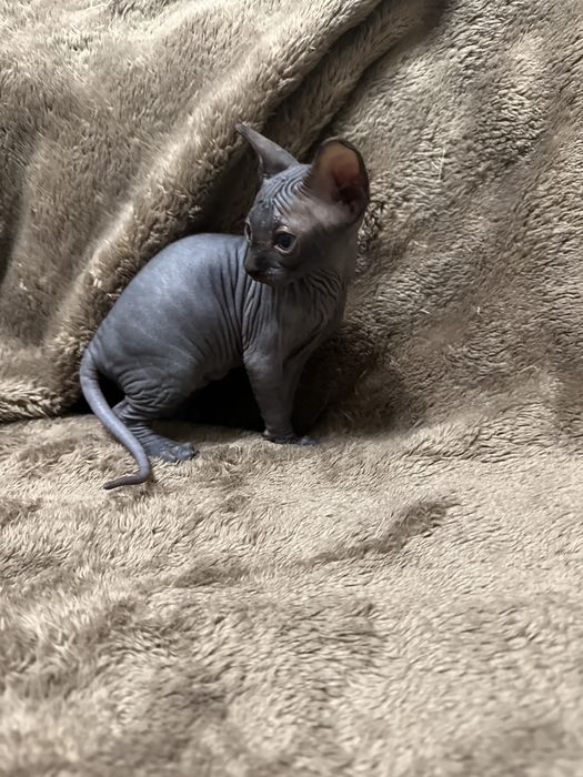 Котик канадський сфінкс