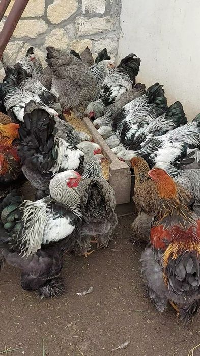 Півні темної брами