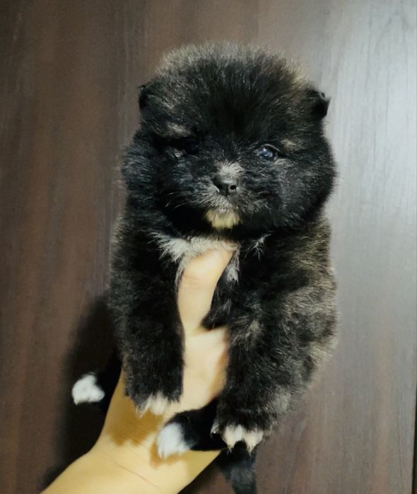 Мальчики и девочки шпица