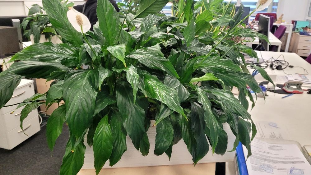спатифілум в кашпо