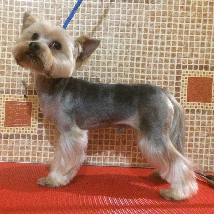 Стрижка собак. ( Алексеевка). Груминг.