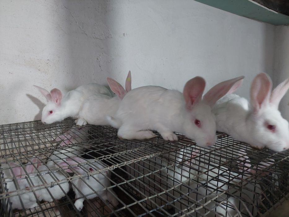 Молді кролики. Термонська біла
