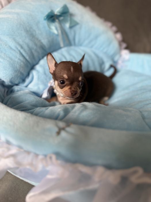 Chihuahua  chlopczyk  do odbioru