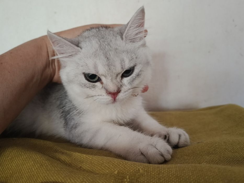 Срібляста шиншила кошеня хлопчик котик британський