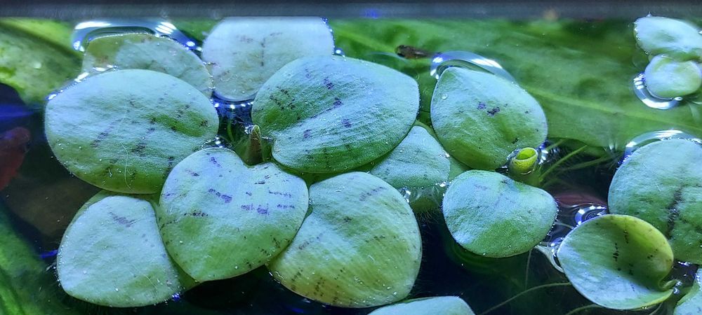 Rośliny pływające - limnobium.