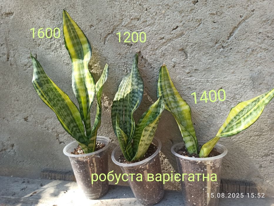 Сансевієрії Індонезія