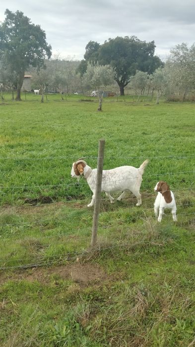 3 cabras boer para venda
