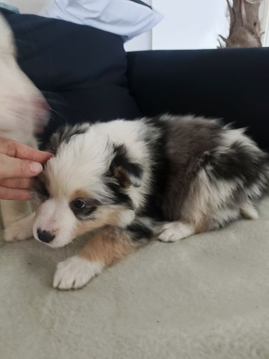 Piesek trikolor blue merle .