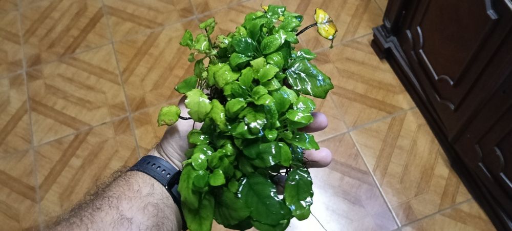 Anubias vários pés