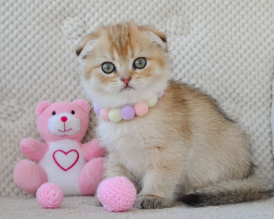 Золотые котята скоттиш фолд