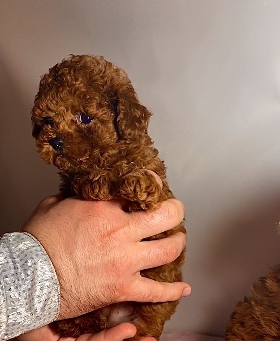 Солодкі цуцики супер міні мальтипу / той пудель Китай тикап бебі фейс