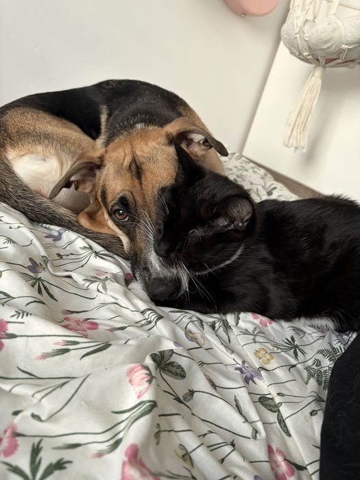 Kayla (2 lata) – cudowna suczka do adopcji
