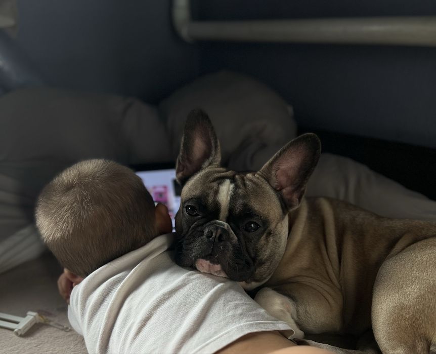 Шикарний кобель французького бульдога на вязку