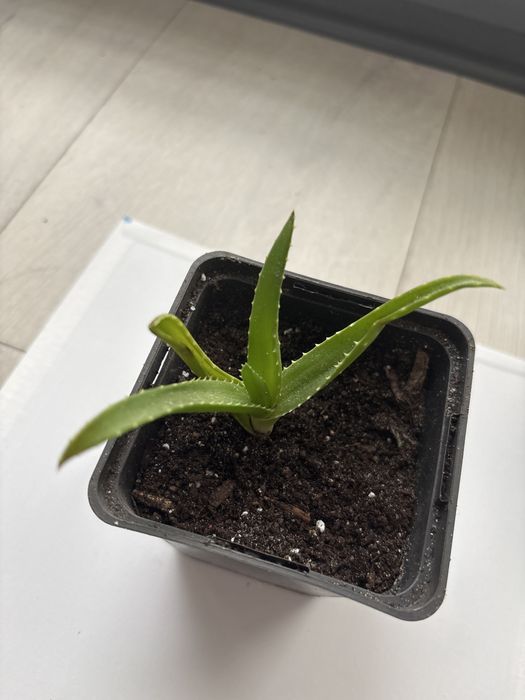 Aloes  w doniczce