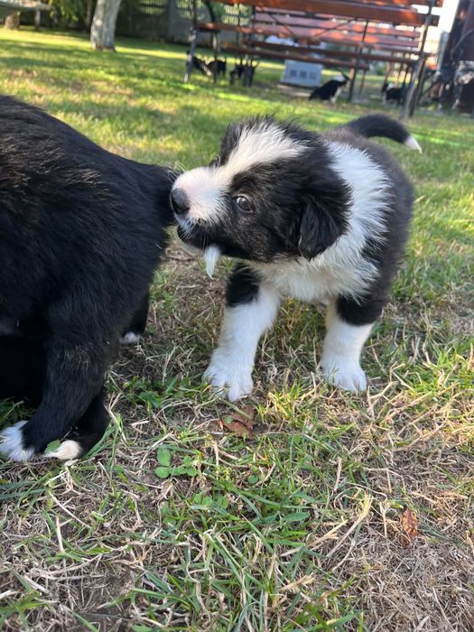 Border Collie Rodowód