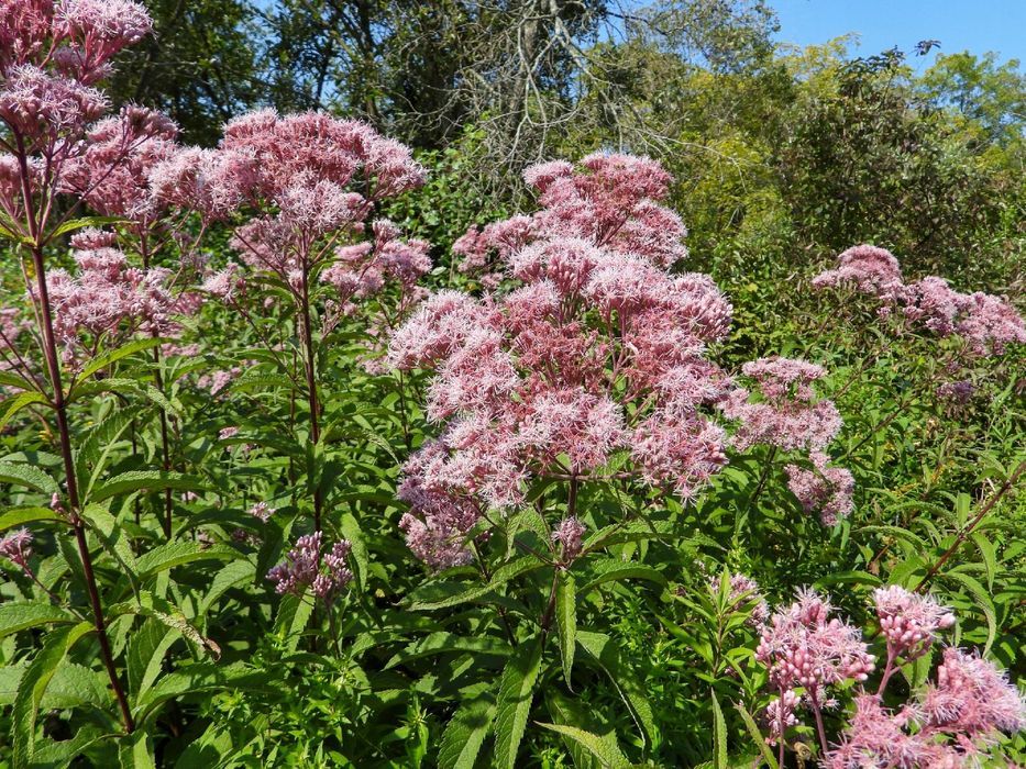 Sadziec plamisty 'Atropurpureum' Różowy, doniczka 2L (Eupatorium)