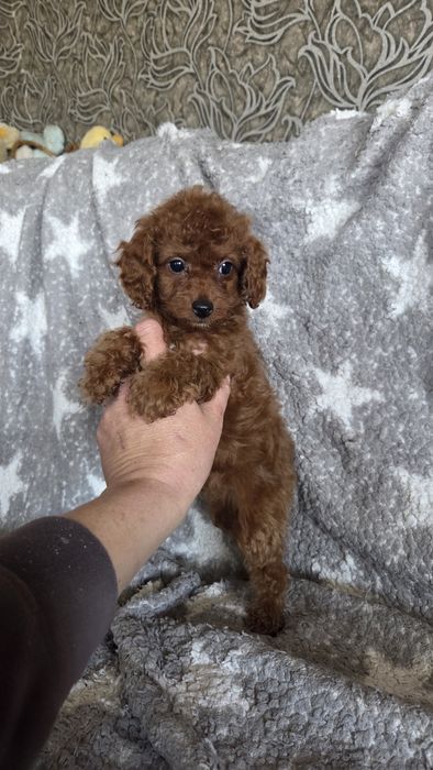 Той пудель девочка