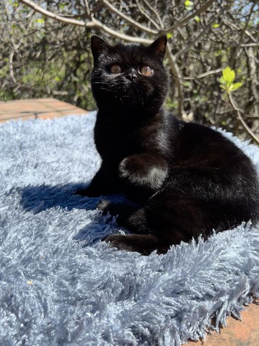 Документы для выезда заграницу животным