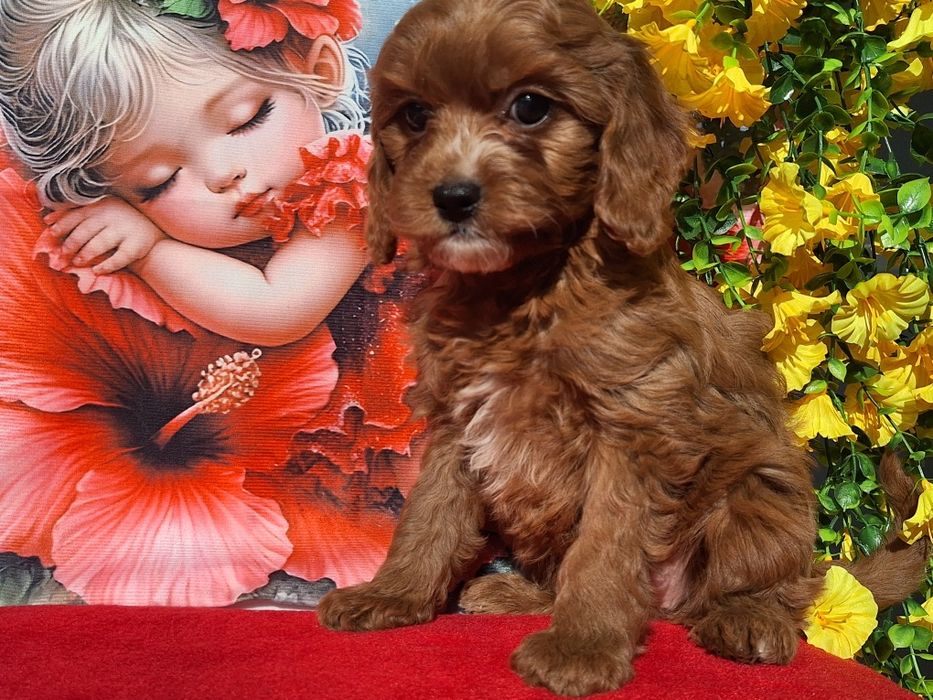 Cavapoo Red  z certyfika i paszportem