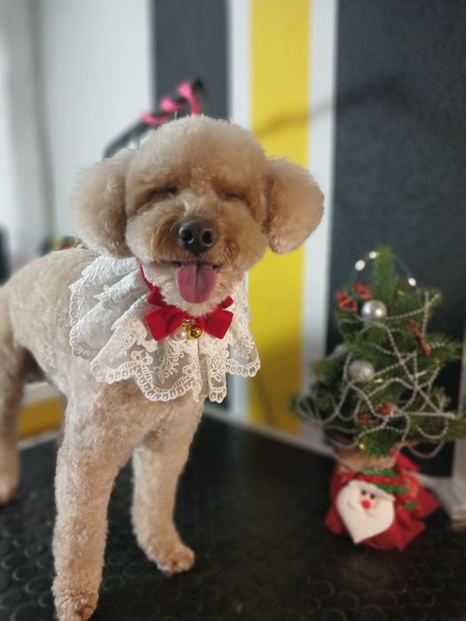 Грумінг малених та середніх порід