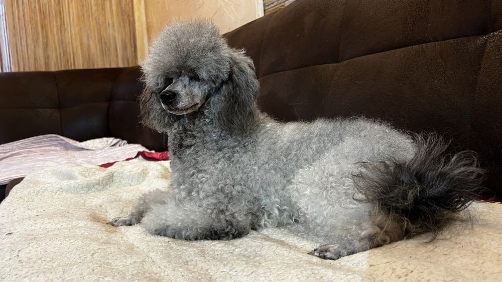 В‘язка Пуделя