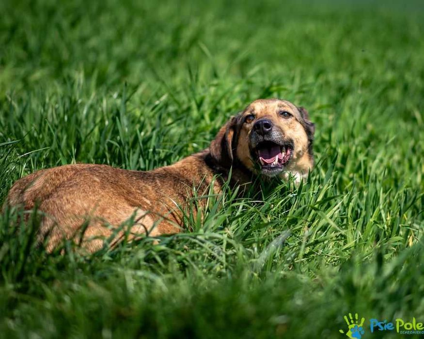 Niewielki piesek CYPRIAN pragnie kochającego domku!