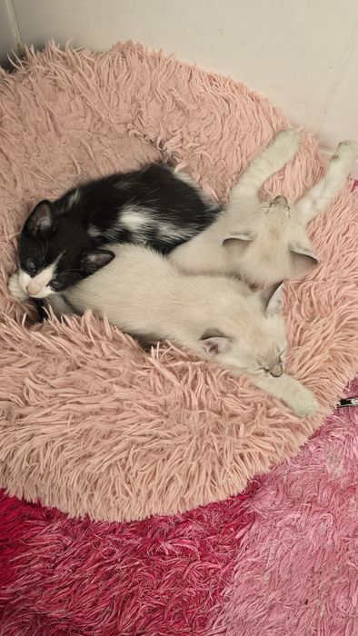 Gatinhos para adoção responsável
