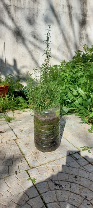 Alecrim erva aromática