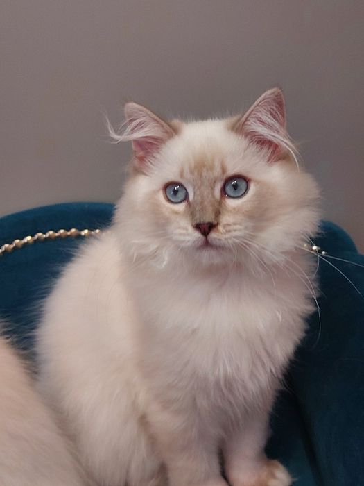 MINDI  koteczka ragdoll FPL/FIFE