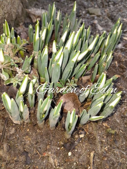 Голлантус крупноцветковый Elwesii Polar Bear. Первоцвет
Эффектный сорт