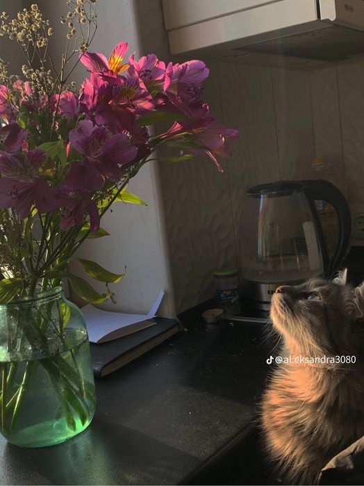 Кот Миша  с купянска,2,6 года,отдам бесплатно