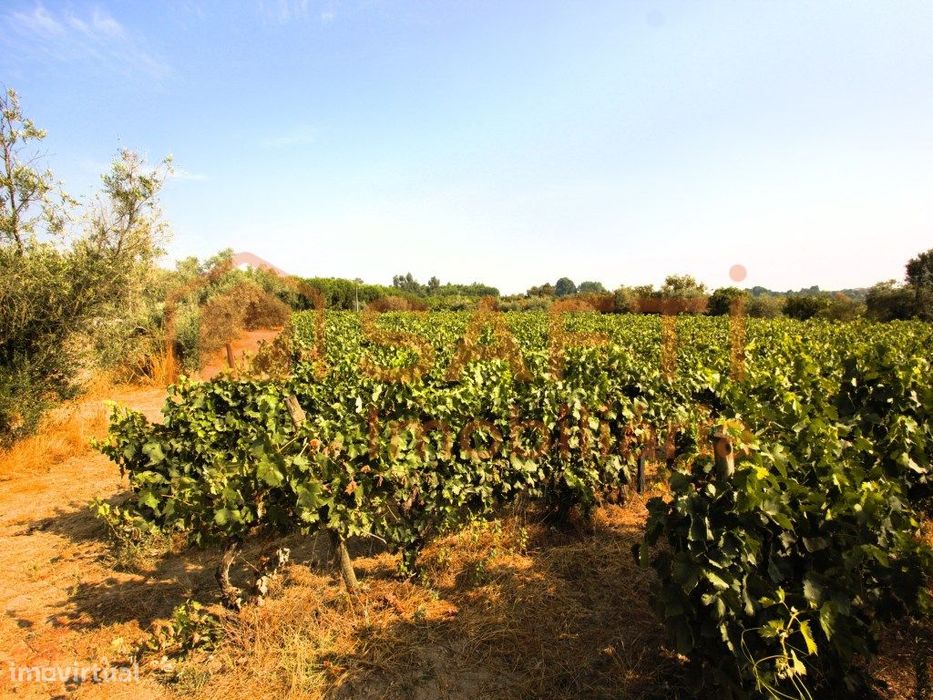 Terreno com cerca 3500m2 de vinha em Produção e Oliveiras, em Vilar...