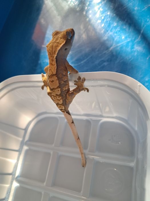 Gekon orzęsiony  nr24