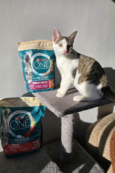Do adopcji - Toro