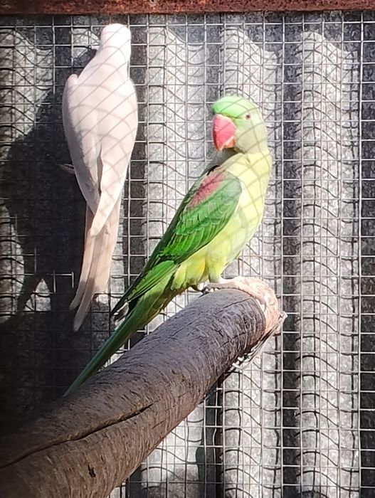 Ringnecks , alexandrinos , mustaches