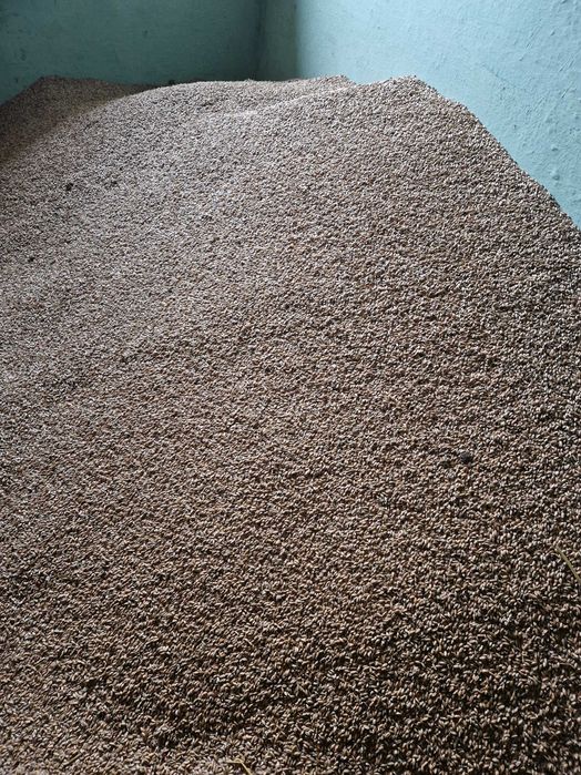 Pszenżyto ozime workowane