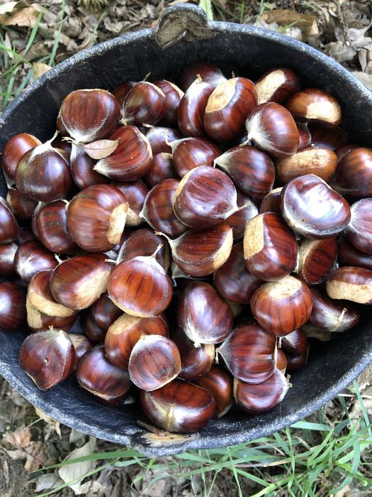 Castanhas ao kg 2026