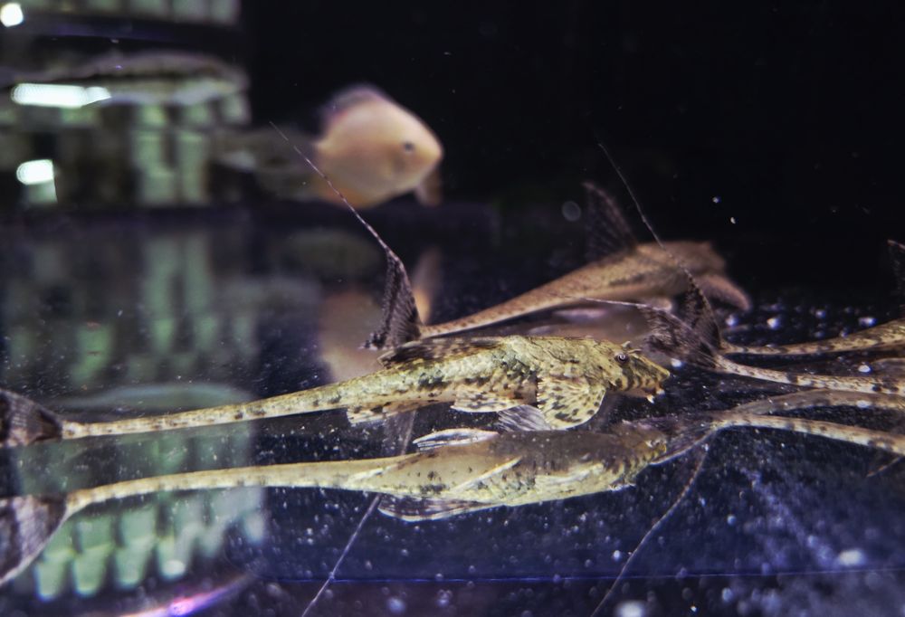 Loricaria fallax ( rineloricaria fallax)