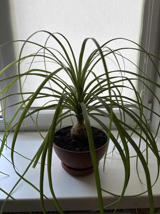 Ноліна Бокарнея (Слонова нога)