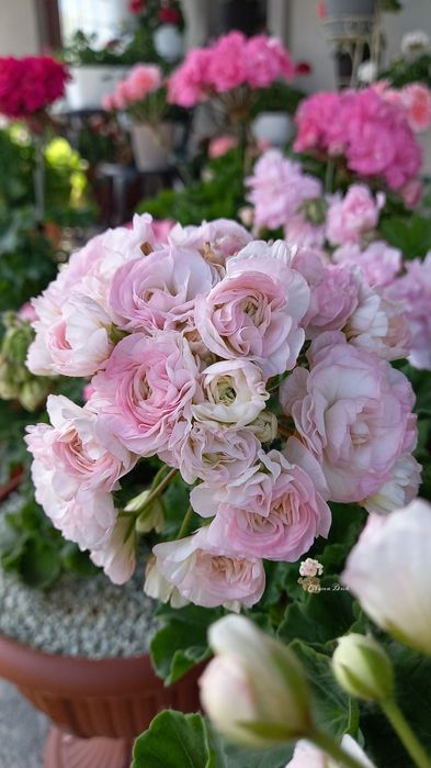 пеларгонії сортові