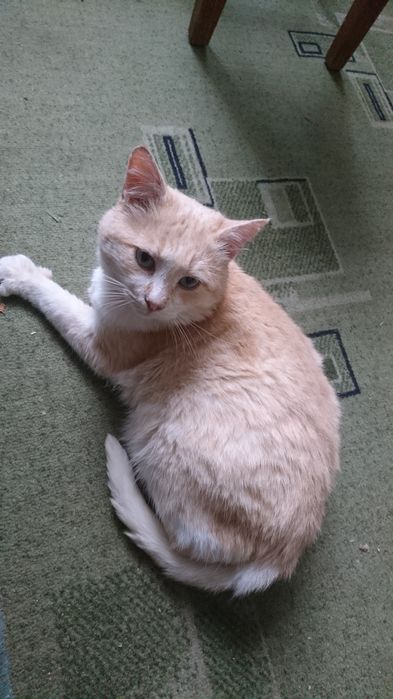 Отдам кота в хорошие руки