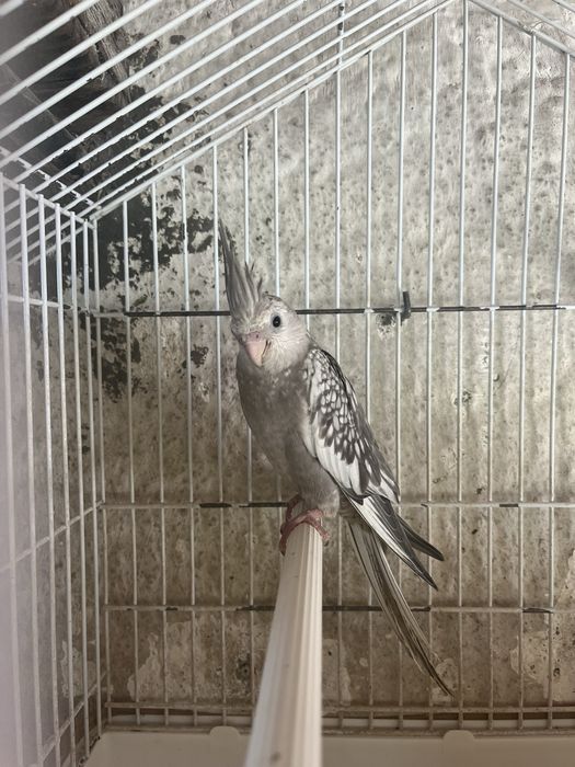caturro macho perola