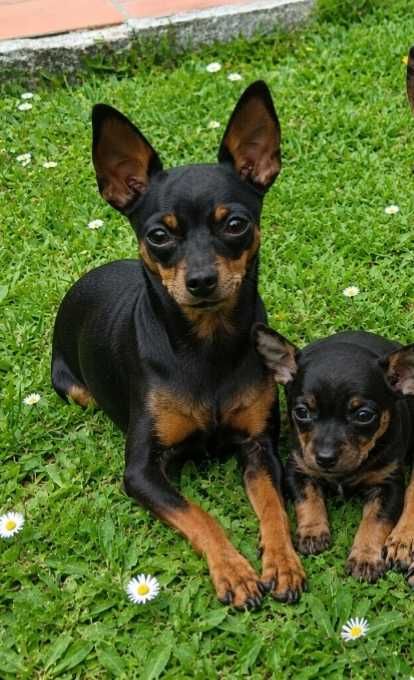 Pinscher  menino/a.  Linda